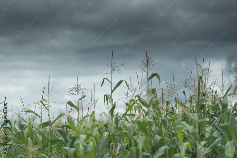 Fototapeta premium Dark cloud sky over the corn field