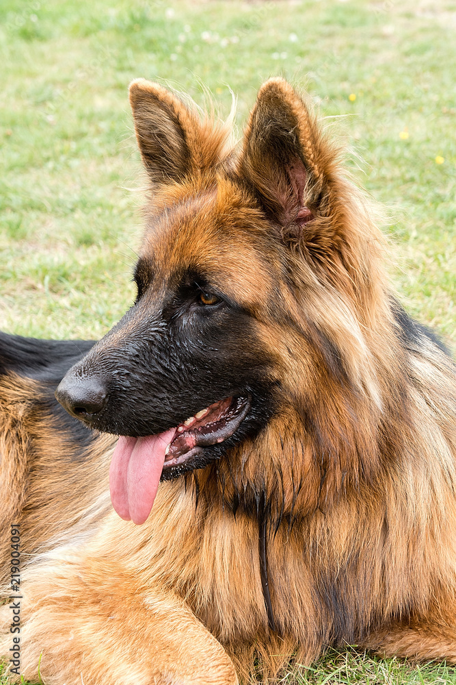 German shepherd in the garden