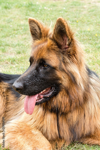 Obraz na płótnie German shepherd in the garden w salonie