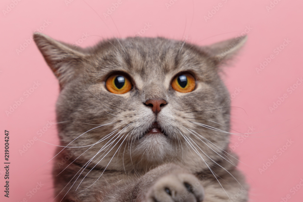 Portrait of cute cat scottish straight in studio with pink background. Close up