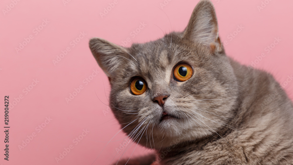 Portrait of cute cat scottish straight in studio with pink background. Copy space. Close up