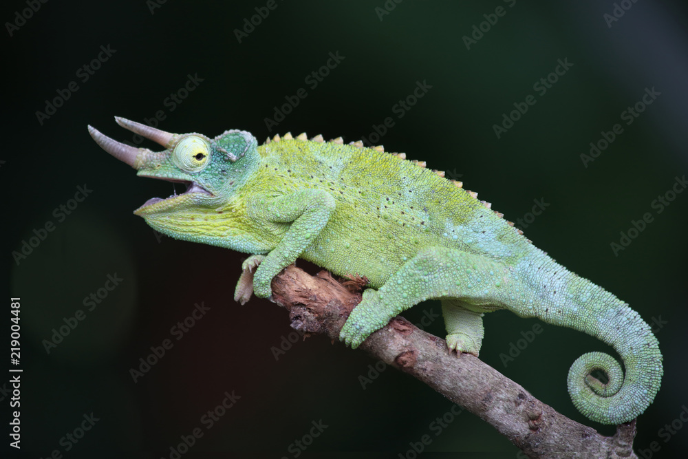Fototapeta premium Jackson's chameleon