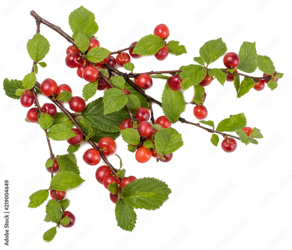 Fototapeta premium Branch felt cherry isolated on white.
