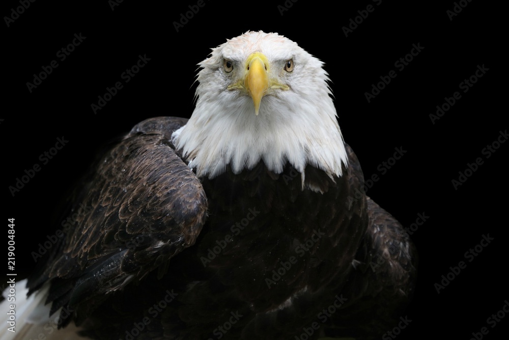 Fototapeta premium American Bald Eagle