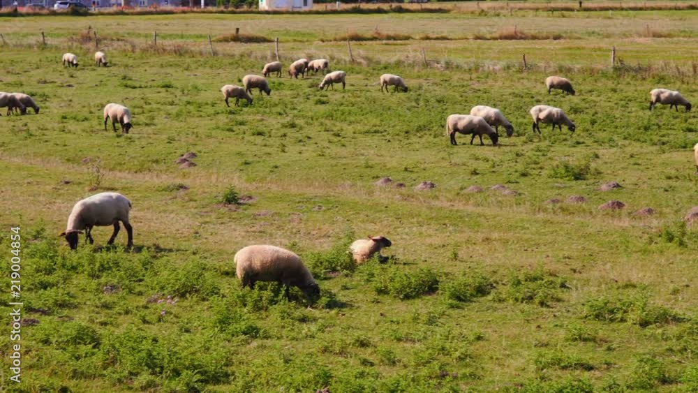 Sheeps at landscape in France. Sheeps on the fiels in France Sheeps at landscape in France. Sheeps on the fiels in France