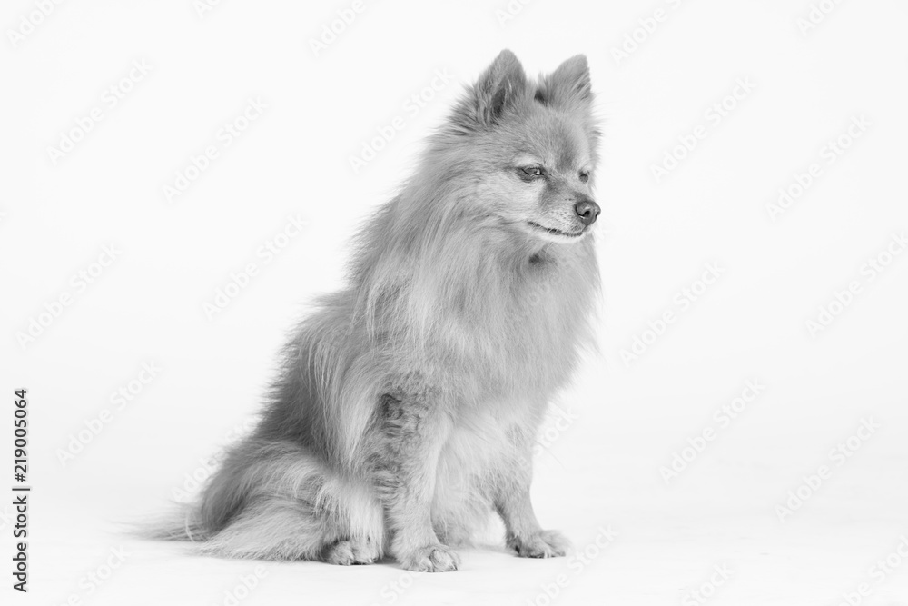 Hund Studio Süß Freisteller Hund Studio Süß Freisteller