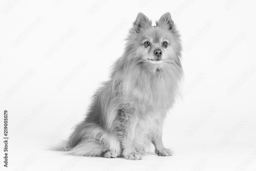 Hund Studio Süß Freisteller Hund Studio Süß Freisteller