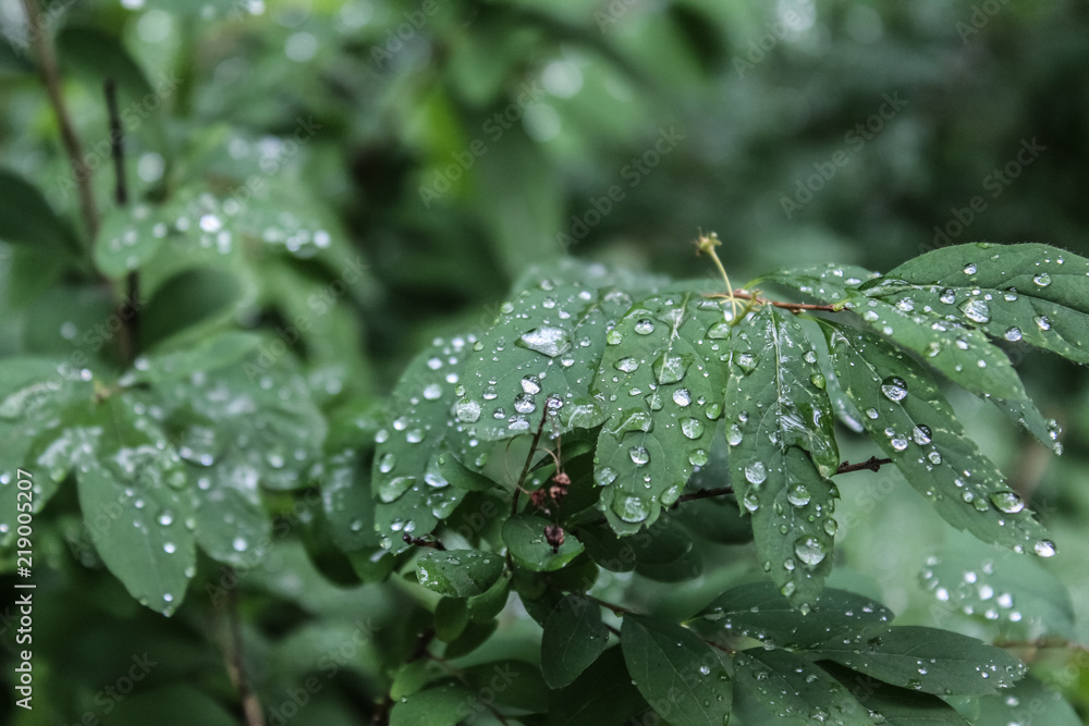 Drops of water after the rain on the leaves in the woods. Drops of water after the rain on the leaves in the woods.