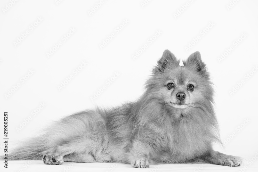 Hund Studio Süß Freisteller Hund Studio Süß Freisteller