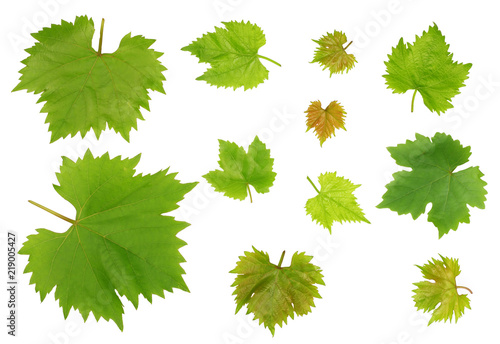 Grape leaves isolated on white background top view