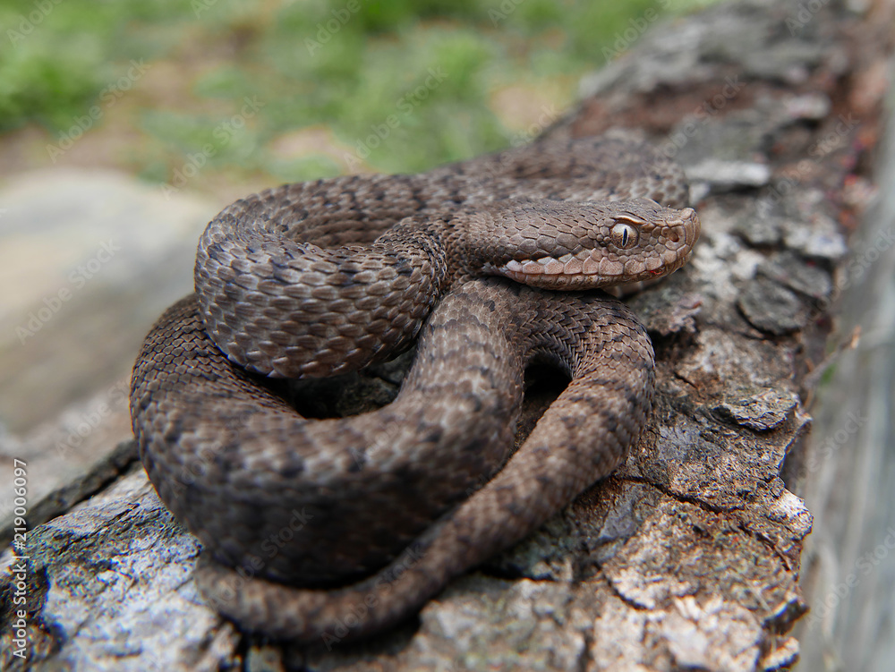Obraz premium Close up of a young spanish adder / viper Aspis aspis