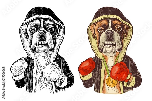 Dog boxer dressed in human in robe, gloves. Vintage black engraving