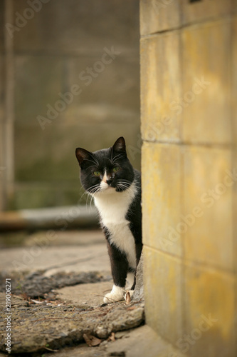 猫島の野良猫たちの生活