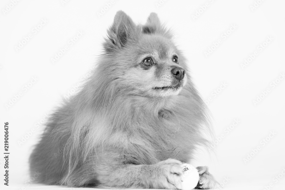 Fototapeta premium Hund Studio Süß Freisteller