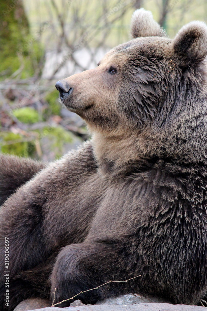 brown bear in estonian zoo, estonia brown bear in estonian zoo, estonia