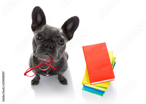 smart dog and books