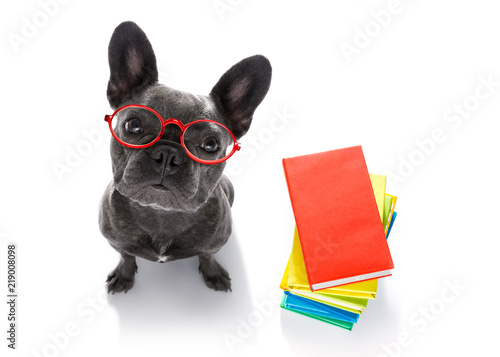 smart dog and books © Javier brosch