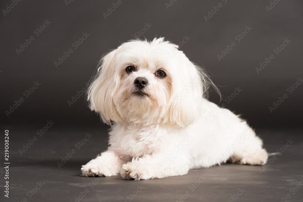 Obraz premium Hund Studio Süß Freisteller Weiß