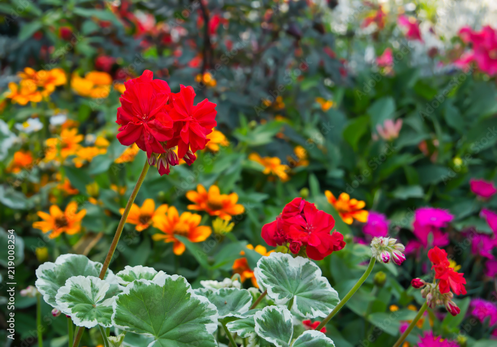 Rote Geranie mit verschiedenen Blumen im Hintergrund Rote Geranie mit verschiedenen Blumen im Hintergrund