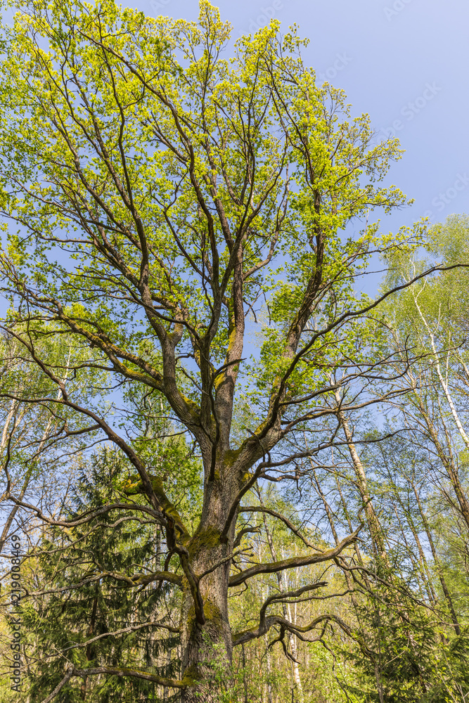 Obraz premium Forest in the national reserve 