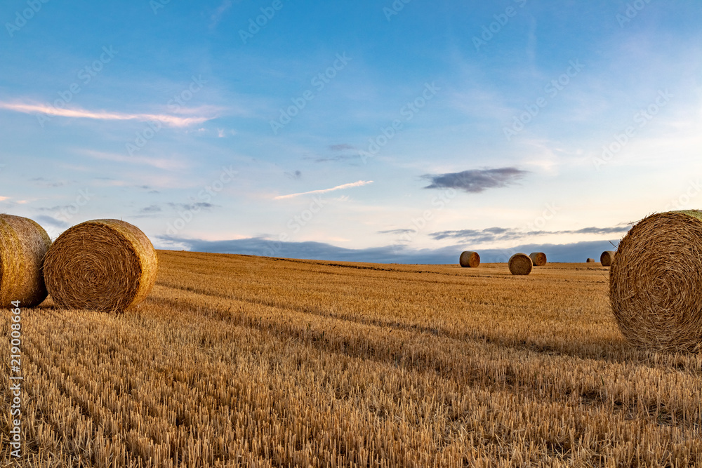 wheat field at sunset with round bales