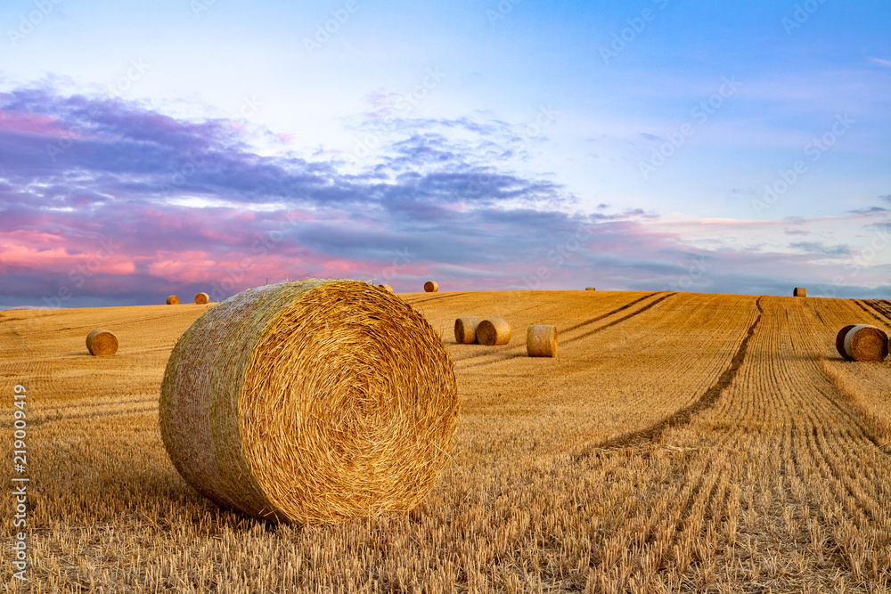 wheat field at sunset with round bales