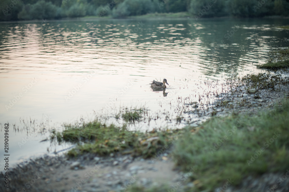 duck in a water lake in a wild natural environment duck in a water lake in a wild natural environment