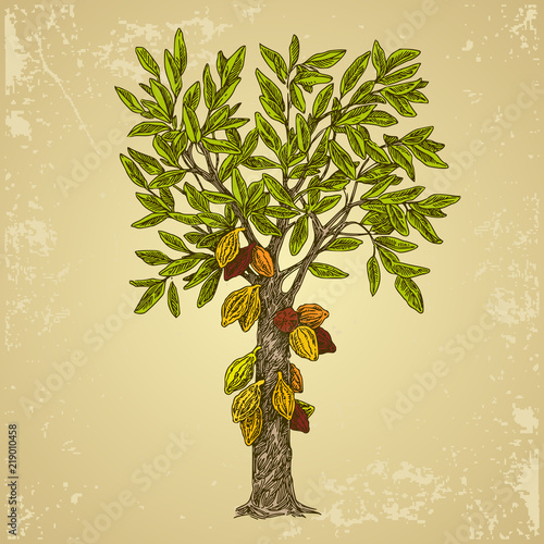Cocoa tree. Vintage color card. Engraving style. Vector illustration.