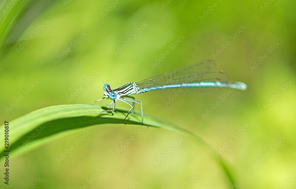 dragon-fly sits on a tree