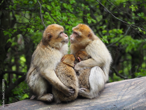 cute monkey family with babies in a tree