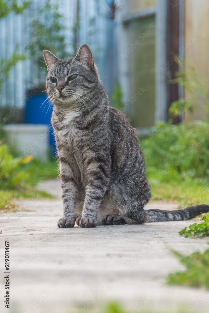 the outside, a blind cat, alone and abandoned the outside, a blind cat, alone and abandoned