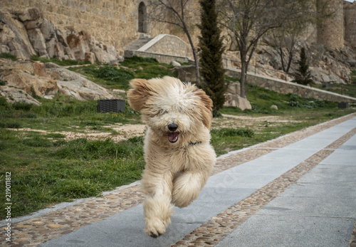 Perro Labradoodle Corriendo Feliz