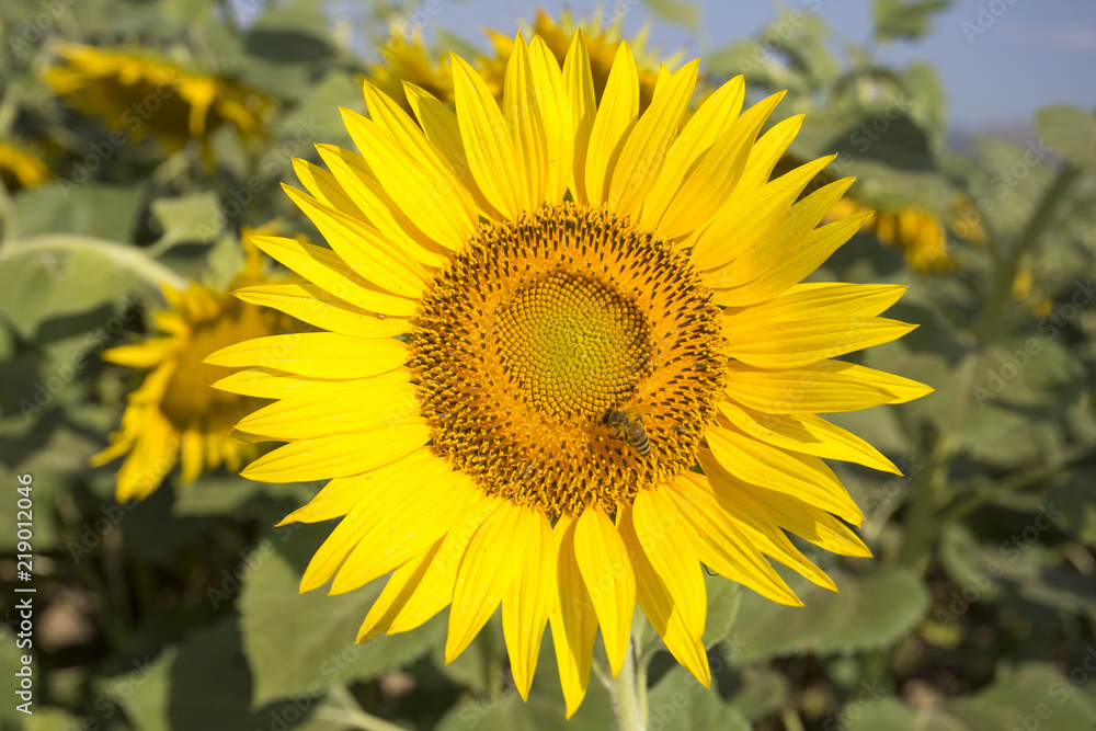 Sunflower field Sunflower field