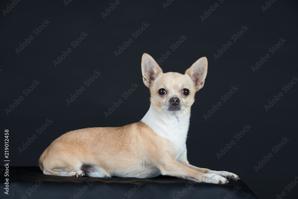 Hund Studio Süß Freisteller Chihuaua Hund Studio Süß Freisteller Chihuaua