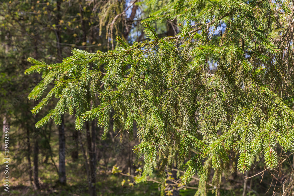 Fototapeta premium fir branch selective focus