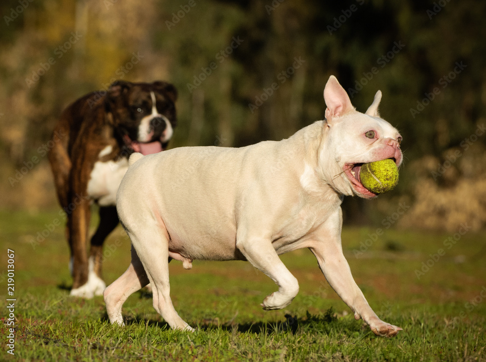 White albino French Bulldog outdoor portrait carrying ball with brindle dog in the background