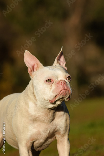 White albino French Bulldog outdoor portrait