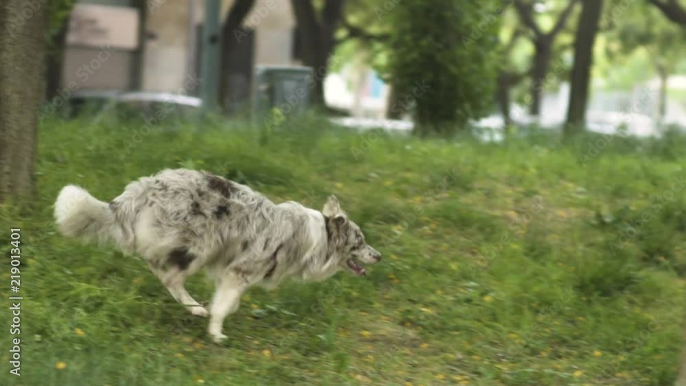 Dog Runs Downhill Between Trees Dog Runs Downhill Between Trees