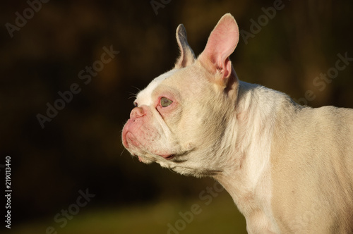 White albino French Bulldog outdoor portrait