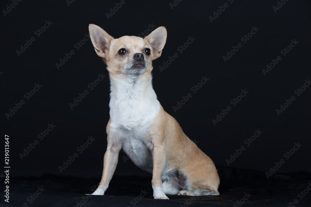 Hund Studio Süß Freisteller Chihuaua Hund Studio Süß Freisteller Chihuaua