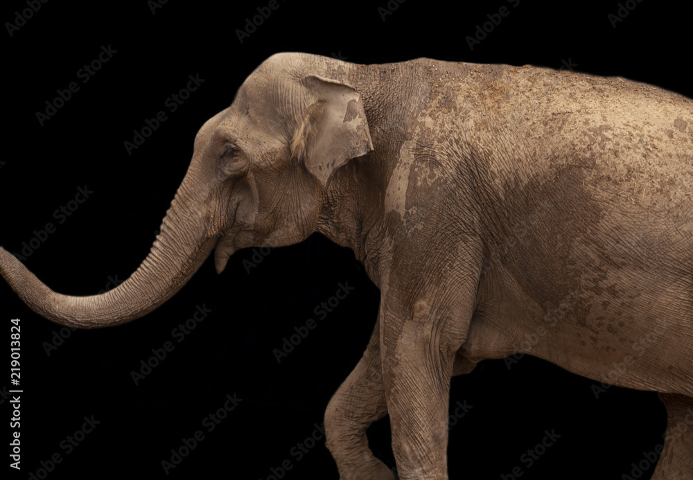 Fototapeta premium African Elephant isolated on black background