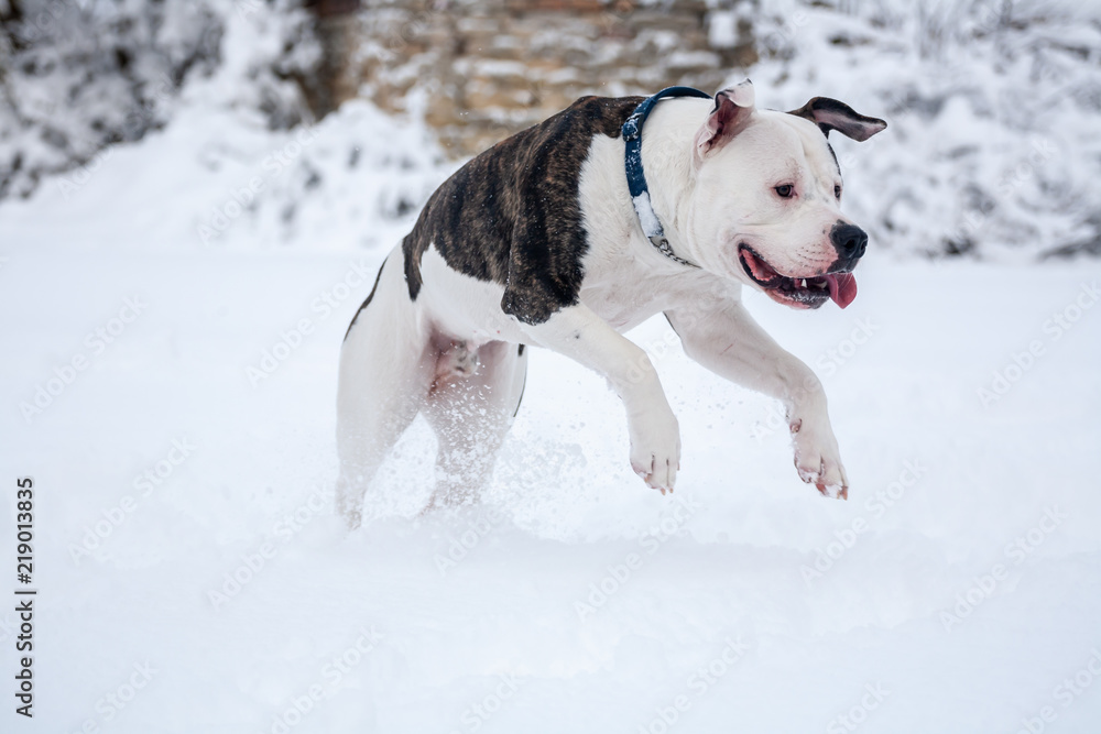 american bulldog in snow