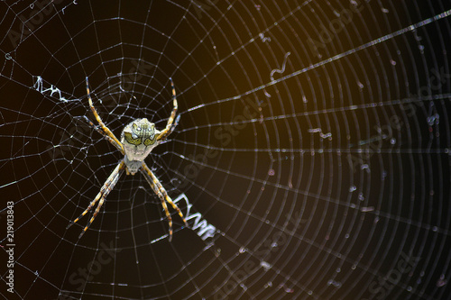 spider in the middle of the spider's web