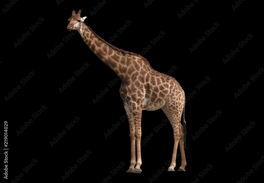 Obraz premium Giraffe Isolated on black background