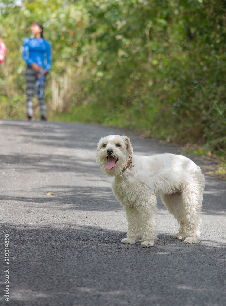 white dog on highway white dog on highway
