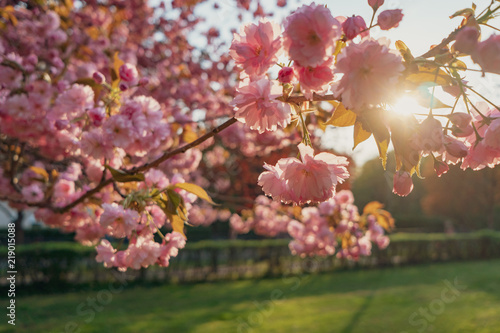 Cherry tree blossom in sunlight