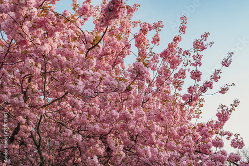 Spring blossom