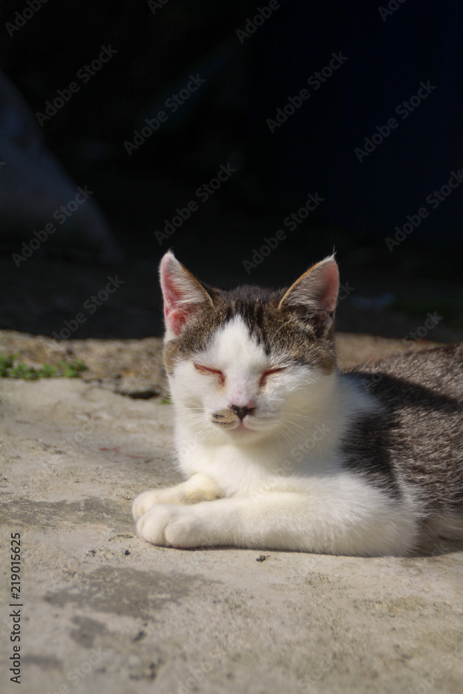 猫島の子猫たち 猫島の子猫たち