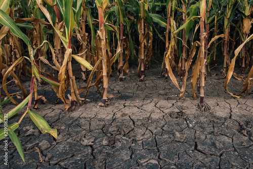 Cornfield and dry mudcracked land