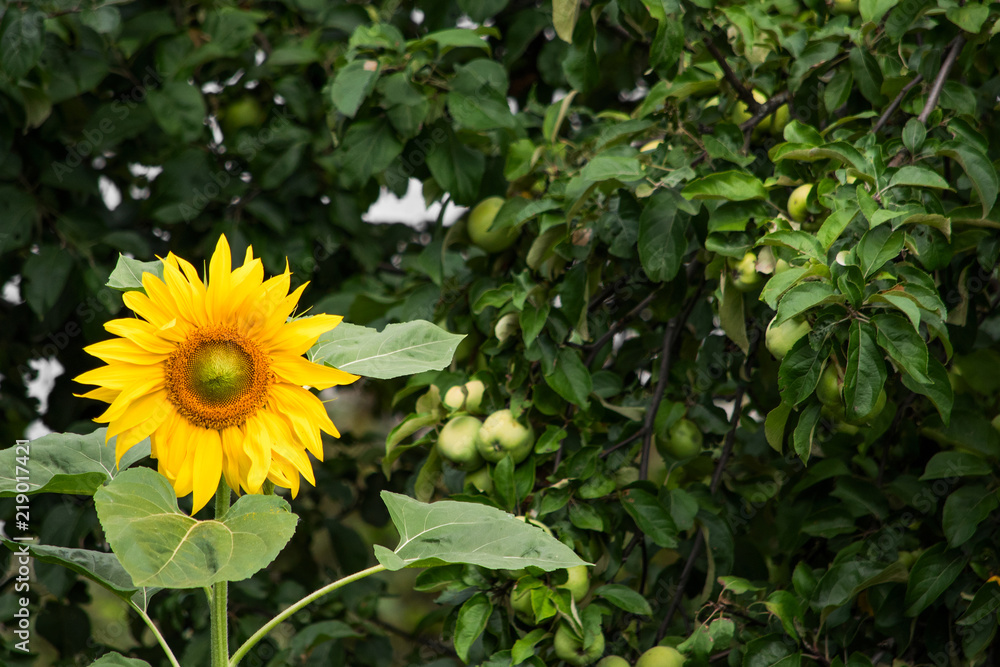 Bright sunflower and a tree with green apples Bright sunflower and a tree with green apples